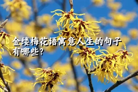 金缕梅花语寓意人生的句子有哪些？