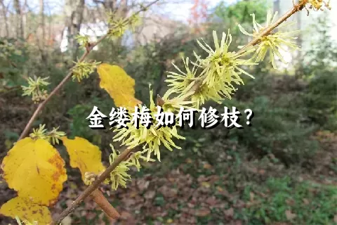 金缕梅如何修枝？