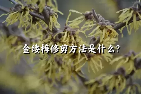 金缕梅修剪方法是什么？