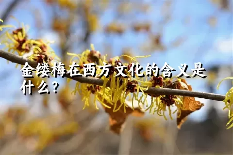 金缕梅在西方文化的含义是什么？