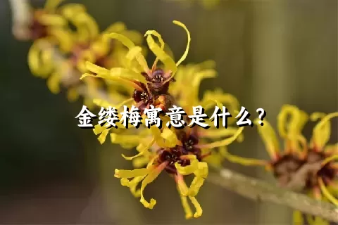 金缕梅寓意是什么？