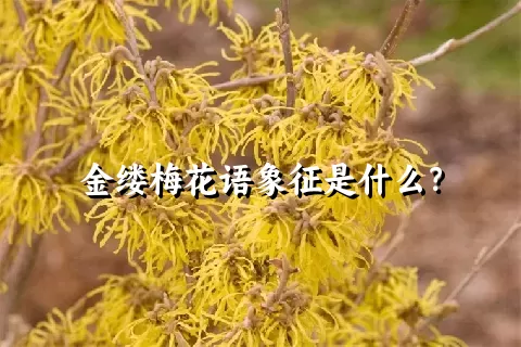 金缕梅花语象征是什么？