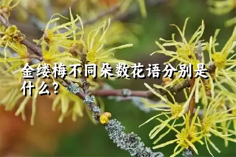 金缕梅不同朵数花语分别是什么？