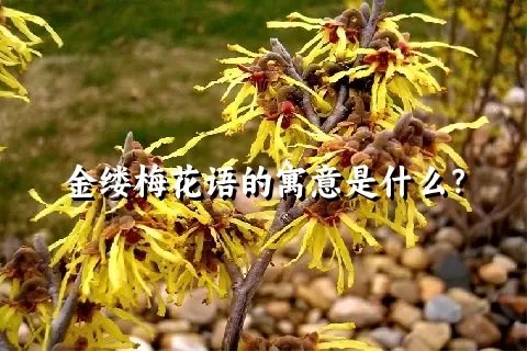 金缕梅花语的寓意是什么？