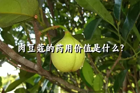 肉豆蔻的药用价值是什么?