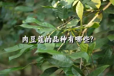 肉豆蔻的品种有哪些?