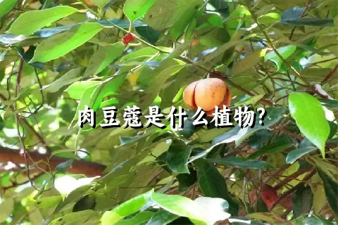 肉豆蔻是什么植物?