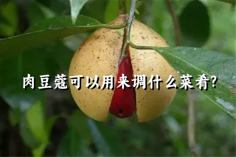 肉豆蔻可以用来调什么菜肴?