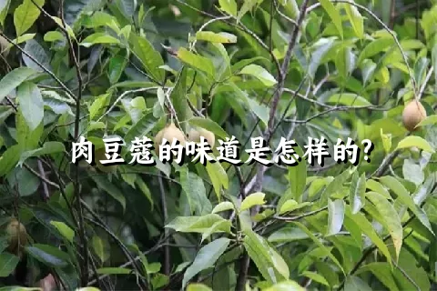 肉豆蔻的味道是怎样的?