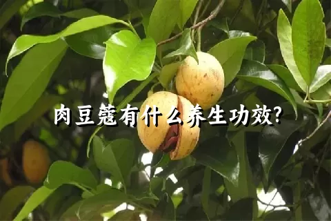 肉豆蔻有什么养生功效?