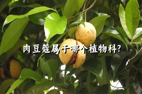 肉豆蔻属于哪个植物科?