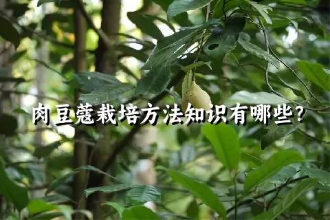 肉豆蔻栽培方法知识有哪些？