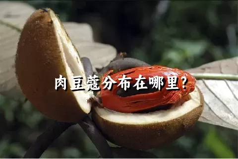 肉豆蔻分布在哪里?