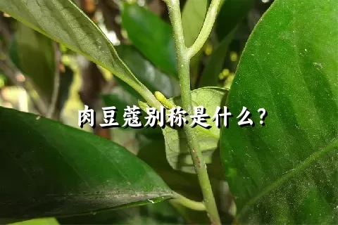 肉豆蔻别称是什么？