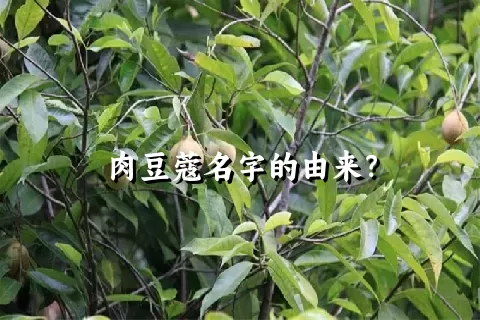 肉豆蔻名字的由来？