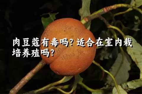 肉豆蔻有毒吗？适合在室内栽培养殖吗？