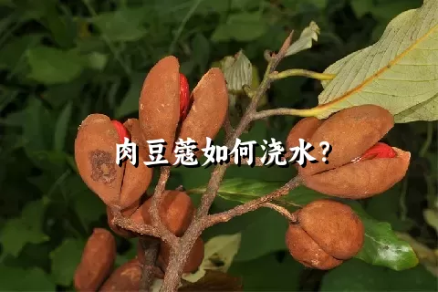 肉豆蔻如何浇水？