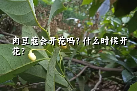 肉豆蔻会开花吗？什么时候开花？