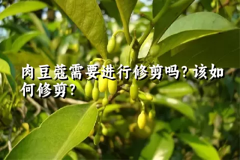 肉豆蔻需要进行修剪吗？该如何修剪？