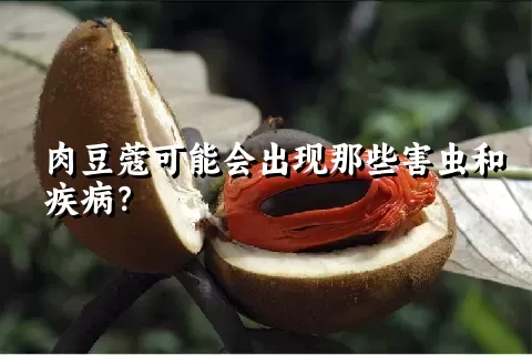 肉豆蔻可能会出现那些害虫和疾病？