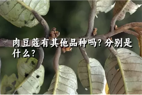 肉豆蔻有其他品种吗？分别是什么？