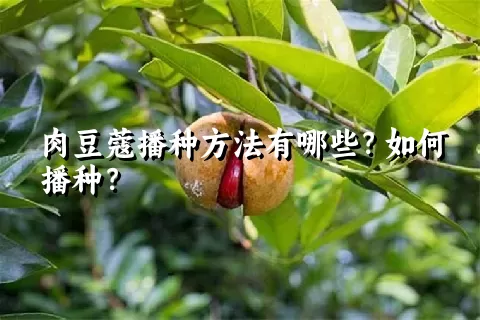 肉豆蔻播种方法有哪些？如何播种？