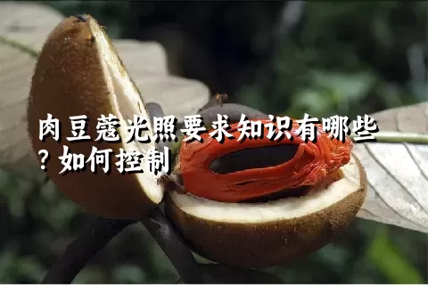 肉豆蔻光照要求知识有哪些？如何控制