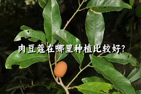 肉豆蔻在哪里种植比较好？