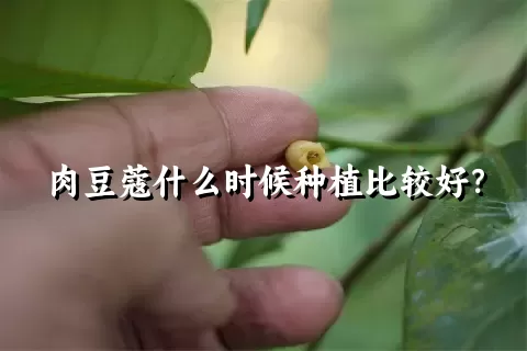 肉豆蔻什么时候种植比较好？