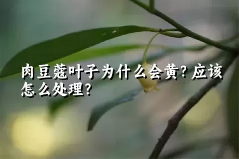 肉豆蔻叶子为什么会黄？应该怎么处理？