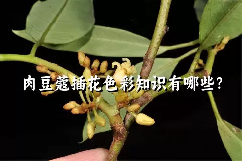 肉豆蔻插花色彩知识有哪些？