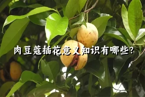 肉豆蔻插花意义知识有哪些？