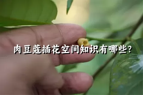 肉豆蔻插花空间知识有哪些？