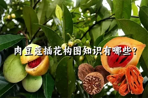 肉豆蔻插花构图知识有哪些？