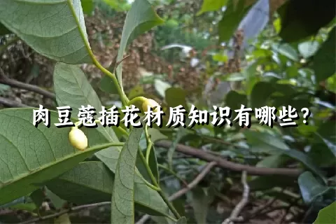 肉豆蔻插花材质知识有哪些？