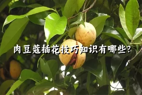 肉豆蔻插花技巧知识有哪些？