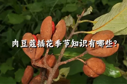 肉豆蔻插花季节知识有哪些？