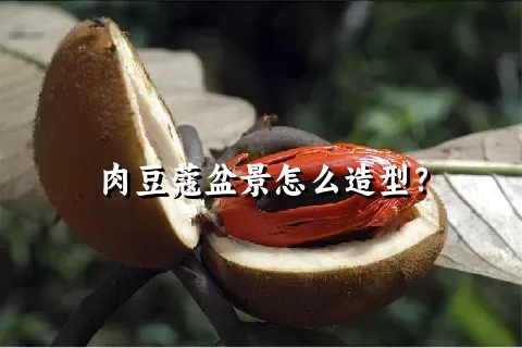 肉豆蔻盆景怎么造型？