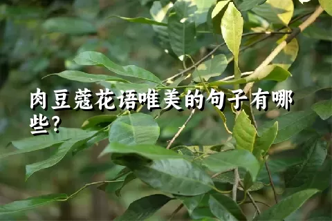 肉豆蔻花语唯美的句子有哪些？