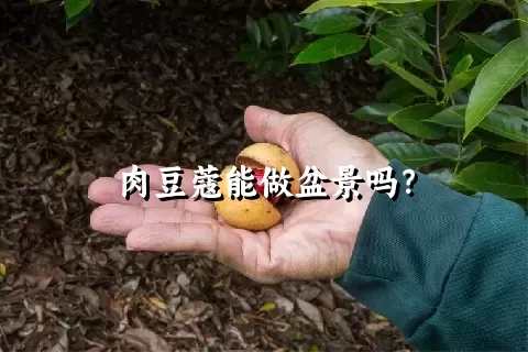 肉豆蔻能做盆景吗？