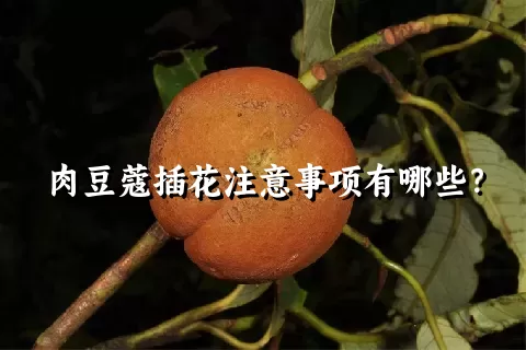 肉豆蔻插花注意事项有哪些？