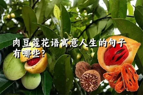 肉豆蔻花语寓意人生的句子有哪些？