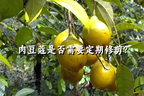 肉豆蔻是否需要定期修剪？