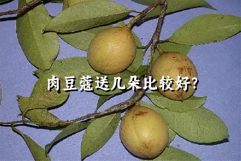 肉豆蔻送几朵比较好？