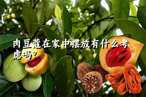 肉豆蔻在家中摆放有什么考虑吗？