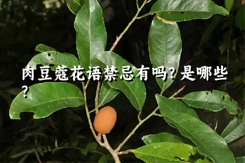 肉豆蔻花语禁忌有吗？是哪些？