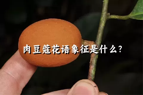 肉豆蔻花语象征是什么？