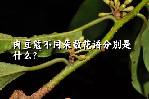 肉豆蔻不同朵数花语分别是什么？