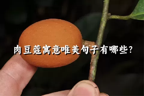 肉豆蔻寓意唯美句子有哪些？