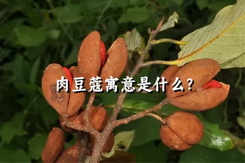 肉豆蔻寓意是什么？